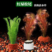 鱼缸植物造景水下叶活体阴性水草新手懒人装 饰缸红绿松尾水草