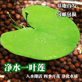 一叶莲水培植物鱼缸水草造景碗莲睡莲水养鱼虾缸净化水质好养活