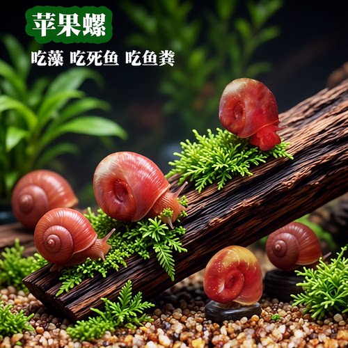 鱼缸除藻苹果螺好能生易爆缸