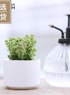 优尚多肉植物ACCO爱好养小圆柱瓷盆系列办公桌面阳台寝室盆栽绿植