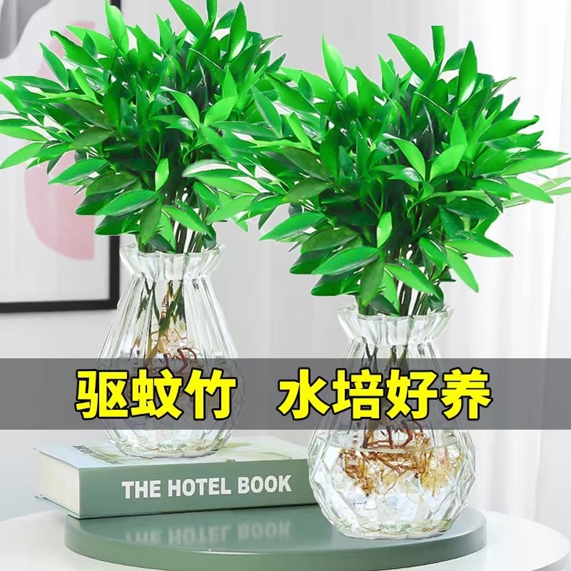 新品驱蚊竹柏水培植物室内水养绿植薄荷盆栽办公室桌面四季常青草