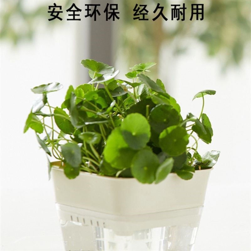 水培器皿长方形水培花盆塑料创意水仙盆栽北欧简约个性多肉植物小