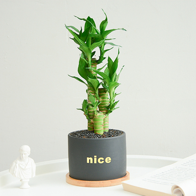 G内NITE植物 步步高富贵竹盆栽室桌面办公室厅招财绿客植时来运转