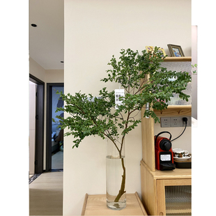 客绿植美男树~培南天竹带根鲜水切枝南天竹马厅醉木植物室内绿植