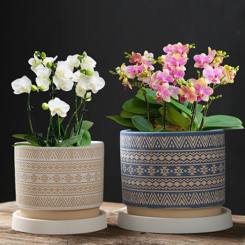 速发创意蝴蝶兰花盆家透陶口台绿植花卉圆形大瓷径用气盆带托盘