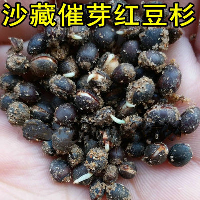 红豆杉种子南方曼地亚红豆杉盆景树苗沙藏开口东北方红豆杉果实籽