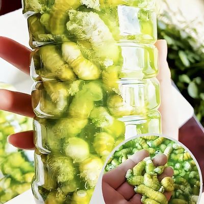 现豆丹肉豆虫肉豆虫豆丹虫豆丹虫豆丹灌云豆丹连云港豆丹