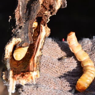 新鲜斗米虫正宗深山现采现采虎刺狼虫云实蛀虫带树枝鸟不踏刺虫子