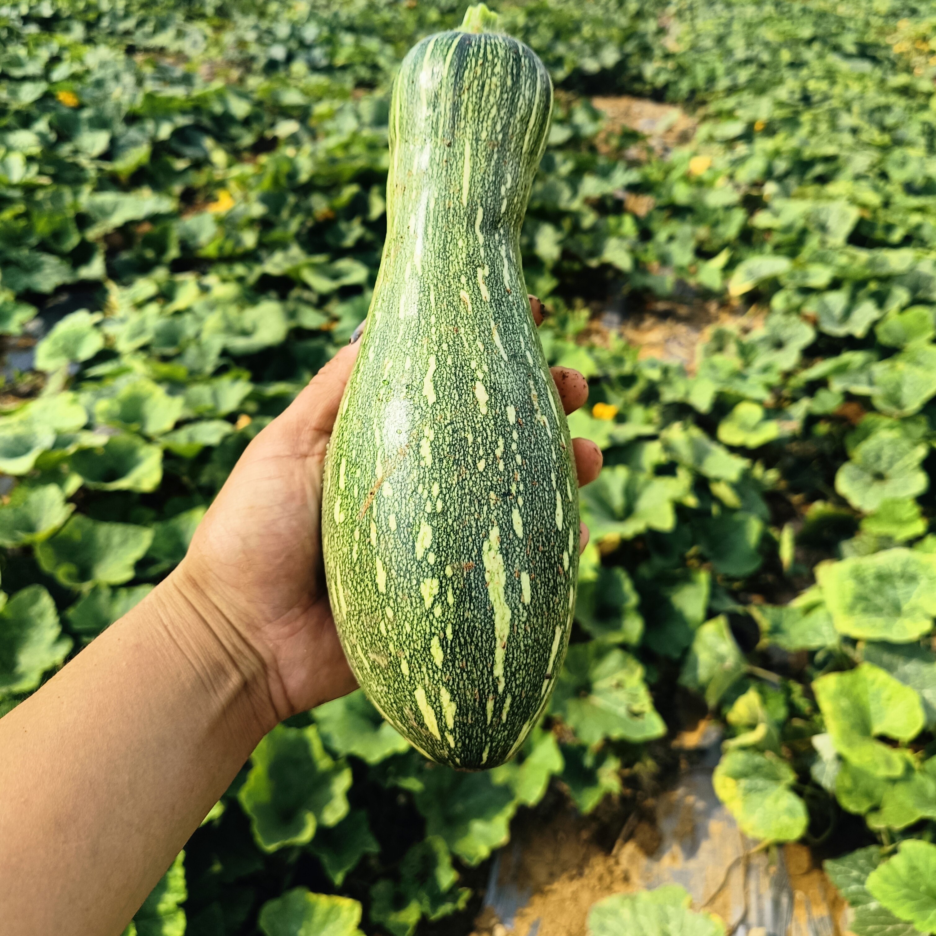 沂蒙山花皮嫩南瓜现摘整颗农家嫩南瓜包水饺减脂方瓜养生倭瓜
