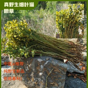 猫眼草野生细叶猫眼草整颗带根干品乳浆大戟马虎眼草非泽漆2025