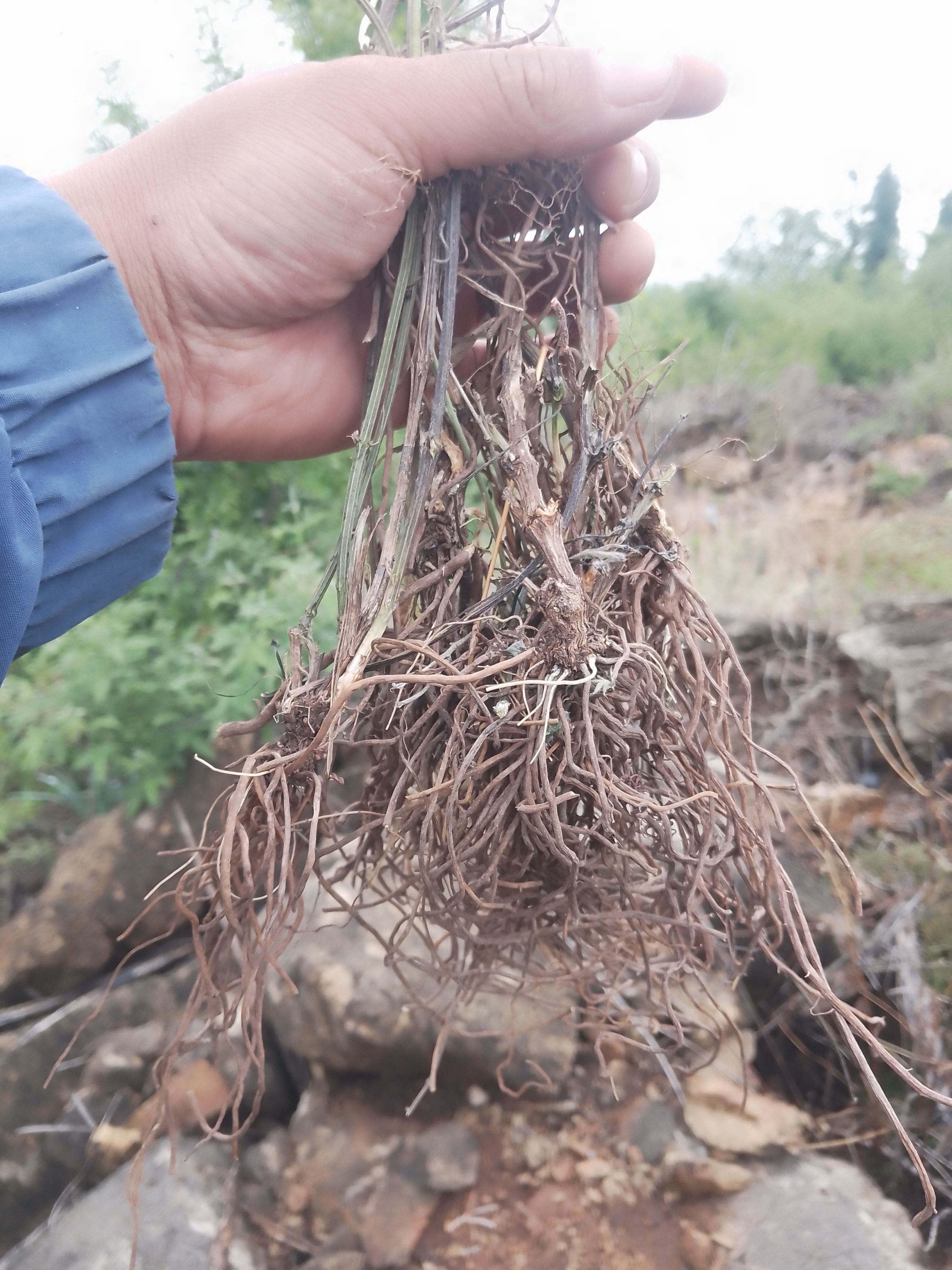 天然威灵仙中药材2025正品沂蒙山纯野生威灵仙根泡酒中草药铁线莲