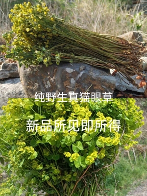 正品新鲜猫眼草沂蒙山野生新品细叶猫眼草干品马虎眼乳浆大戟保真