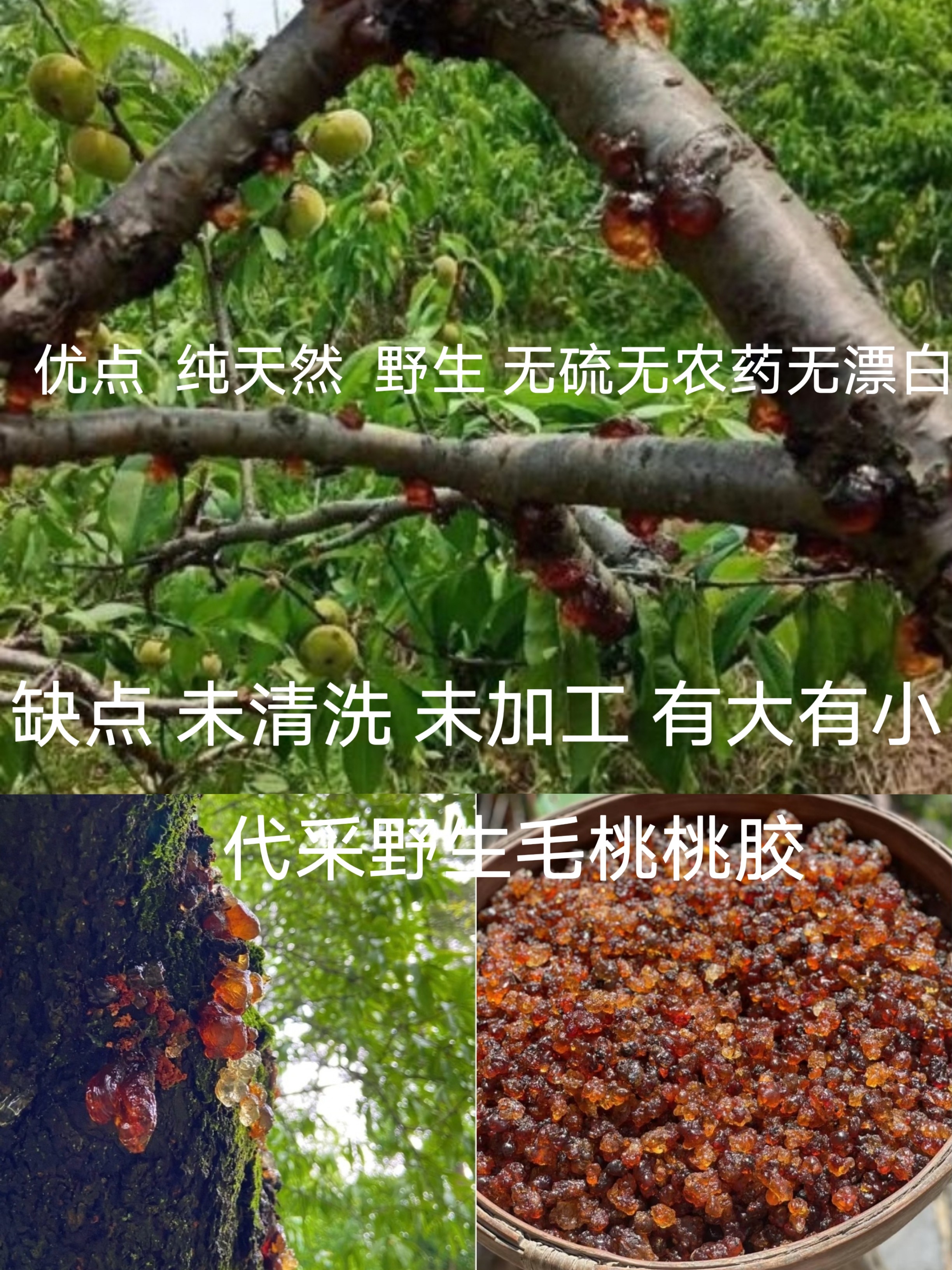 代采沂蒙山纯野生桃胶现采正品天然无硫毛桃胶块桃胶纯天然未漂白