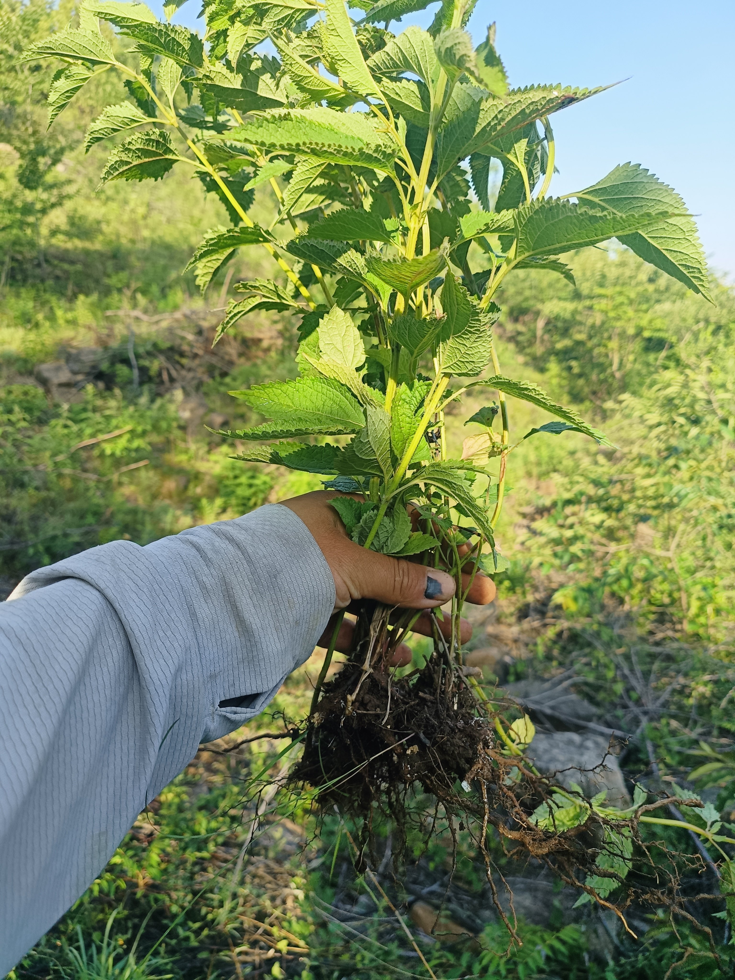 沂蒙山野生香茶菜蛇总管新鲜现挖蓝萼香茶菜山薄荷香茶菜根铁菱角