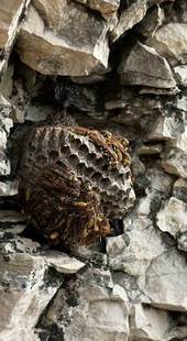 2025沂蒙山纯野生马蜂窝软蜂房中药材正品精品无硫软蜂窝非硬蜂窝