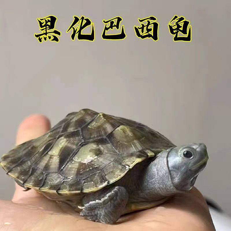黑巴龟黑化巴西龟黑巴苗变异深水龟宠物龟白巴龟小乌龟观赏鱼缸龟
