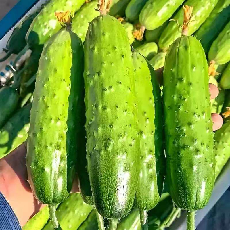 不搭架满地爬水果黄瓜种子四季庭院阳台盆栽黄瓜籽种蔬菜种子