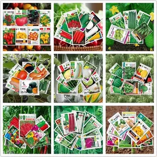 蔬菜种子大叶香菜生菜四季小香葱