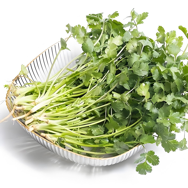 四季播种方震牌四季小香菜种子新鲜蔬菜籽适合新手小白盆栽种植