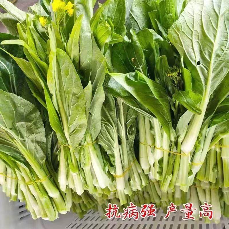 2包早熟甜脆多芽白菜苔种子高产侧芽多味甜软白菜心籽种蔬菜种孑