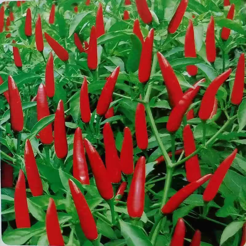 2包方震小米辣椒种子特辣高产朝天椒种籽四季阳台盆栽蔬菜种子