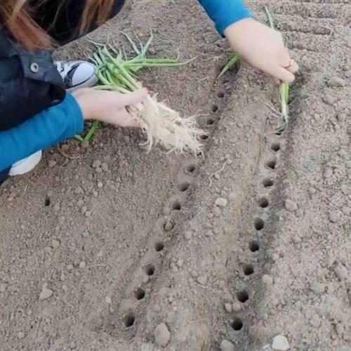 种葱神器栽葱栽苗器打眼葱叉子自动打孔工具洋葱种菜移栽移苗器