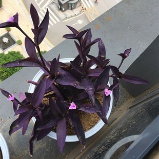 室内阳台花园盆栽紫罗兰鸭跖草吊兰垂吊紫叶草进化空气紫竹梅紫色