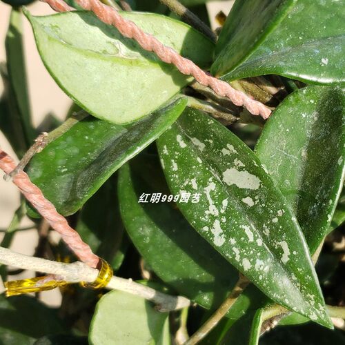 银心带花球兰 银斑球兰大苗 Hoya curtisii 室内绿植阳台花卉垂吊