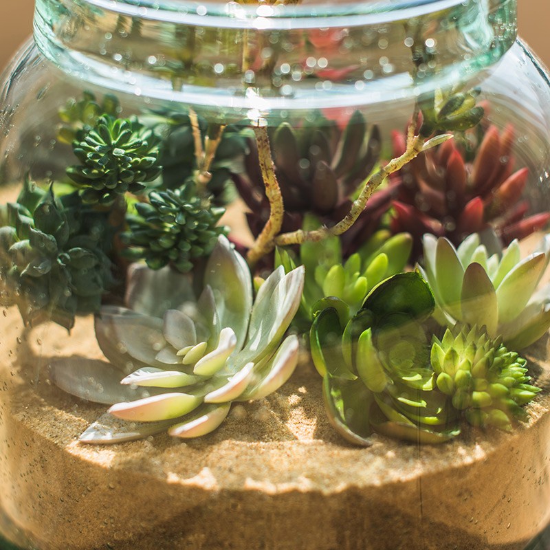 石莲花石竹观音莲佛手莲芦荟仿真多肉植物绿植小盆景