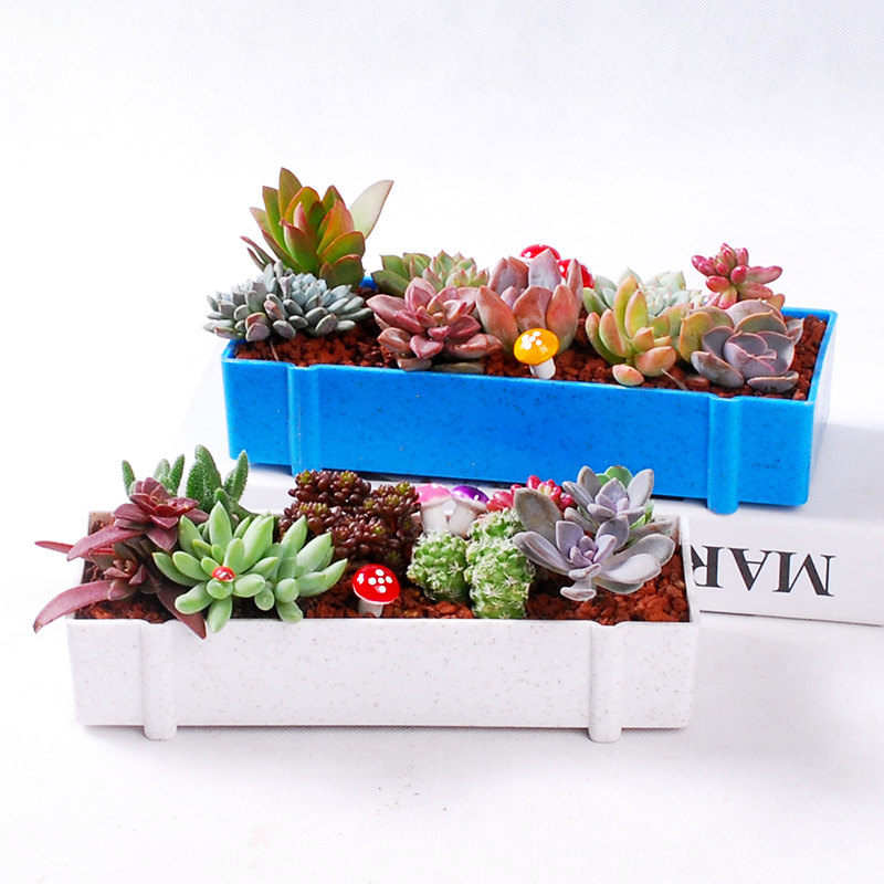 植物纤维多肉花盆长方形创意多肉组合套装小花盆多肉植物塑料花盆