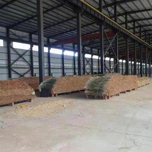 马莲草粽绳马莲马蹄草草绳不是水草包粽子的粽绳捆河蟹绑粽绳80根