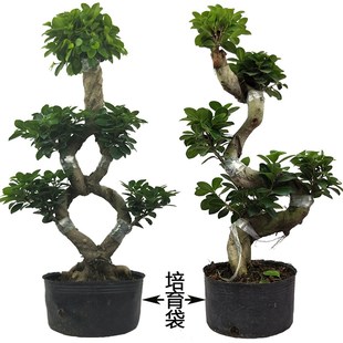 大型小叶榕树盆景S造型8字型绿植盆栽室内庭院气根植物老桩花卉