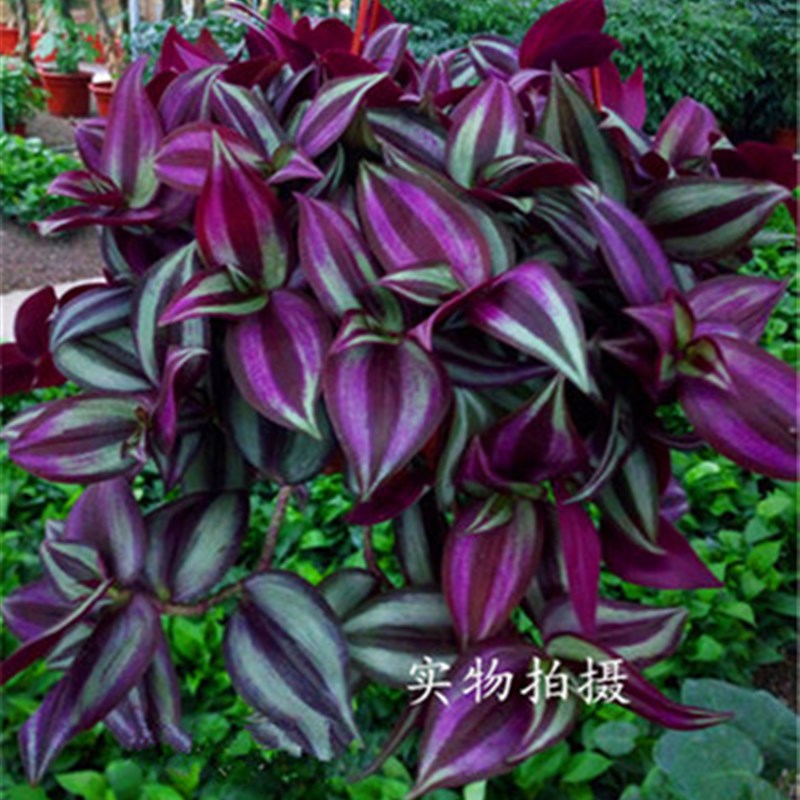 紫叶吊竹梅吊兰绿植盆栽垂吊爬藤花卉室内桌面客厅观叶植物鸭舌草