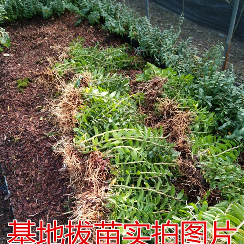 浙江雁荡山铁皮石斛苗红杆软脚石斛盆栽基地直销3年苗绿植可食用