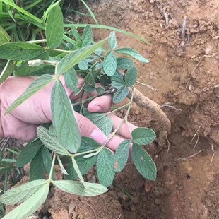 中药材千斤拨千金拔 一条根  吊马桩 金牛尾 500g包邮