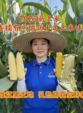 2025[甜糯带点嚼劲大棒]奥利施262糯玉米软糯鲜香玉米味足微甜