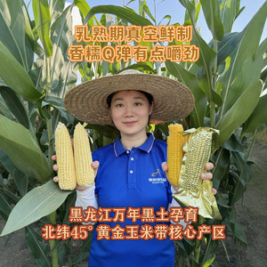 [香糯有点嚼劲]奥利施软糯鲜香玉米味十足鲜制黄糯玉米黏苞米大棒