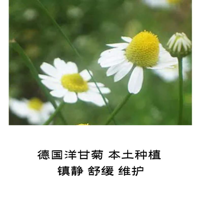 德国洋甘菊纯露本土种植200/纯露/花水