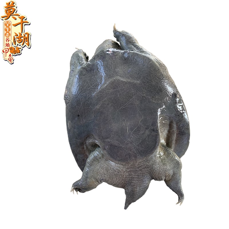 新品乌鳖德清黑甲鱼滋补全黑乌鳖苗中华鳖 外塘放养团鱼老鳖 鲜活