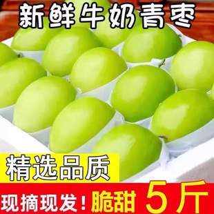 正宗牛奶大青枣5斤新鲜水果贵妃枣当季大蜜枣冬枣苹果枣整箱包邮