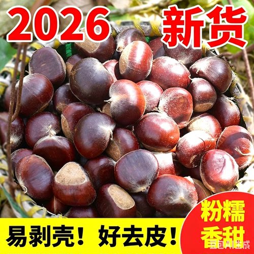 2026新货云南新鲜板栗新鲜野生板栗当季现摘新下树粉糯农家板栗子