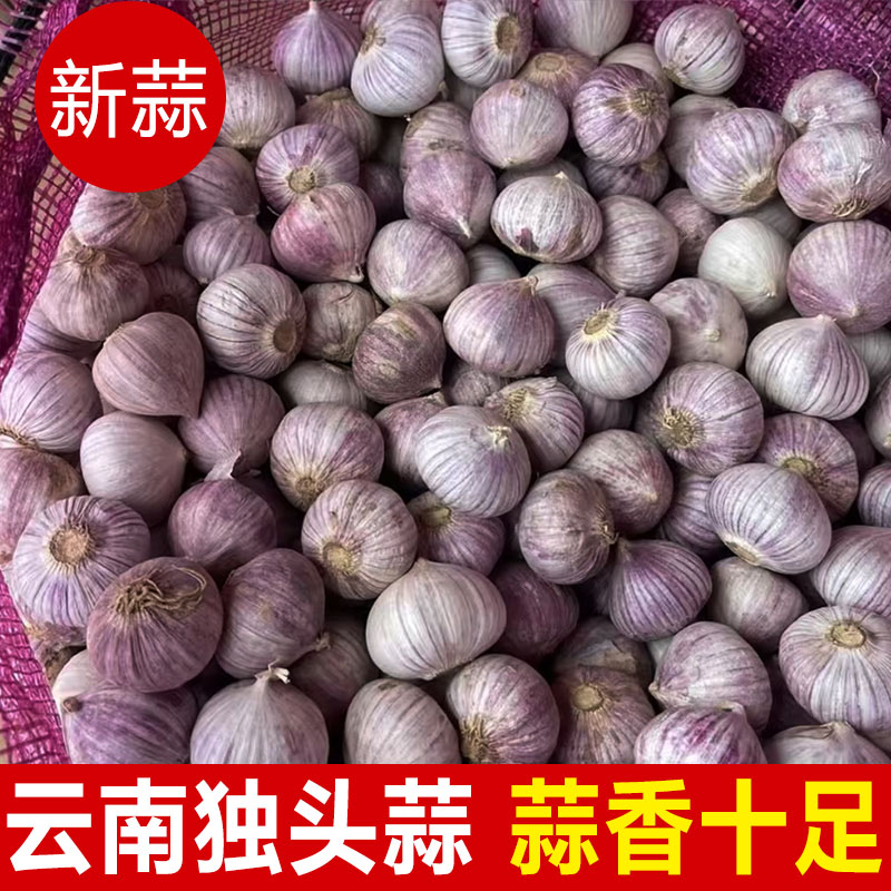 云南独头蒜大果独蒜头干蒜头新大蒜独蒜头出口级精品级特大果包邮