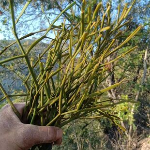 枫香寄生枫树寄生泡茶中药材香枫树寄生中药材枫寄生螃蟹脚干货