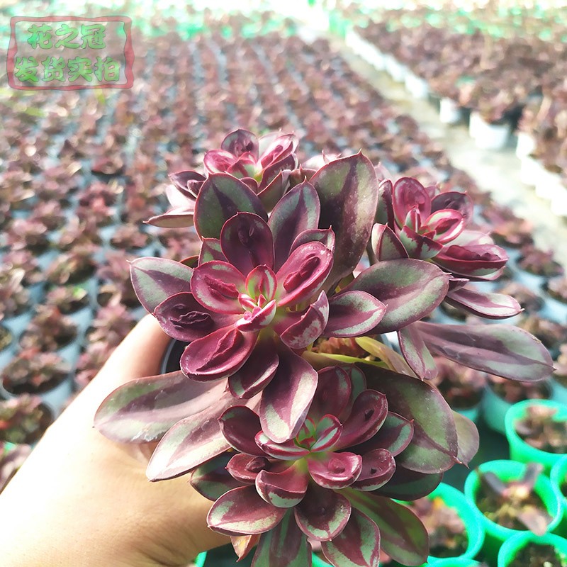 龙骨红司多肉植物群n生多头办公室花卉组合盆栽云南多肉老桩群生