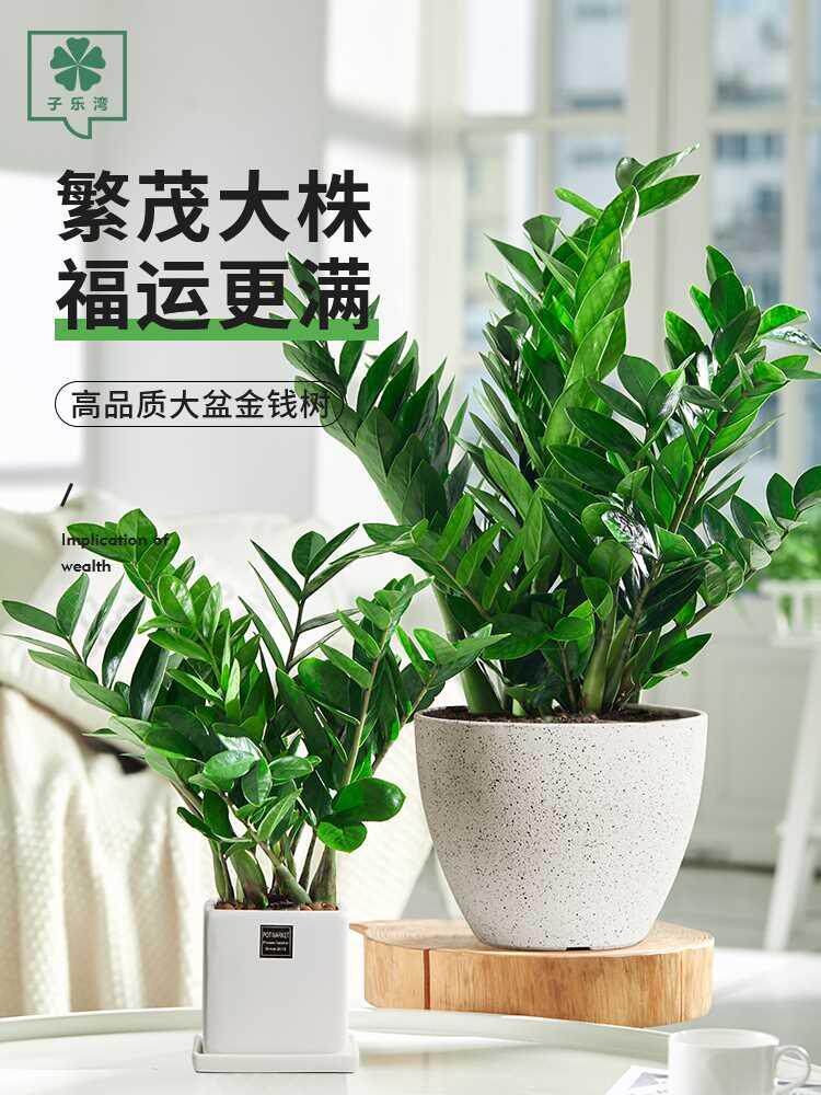 金钱树盆栽摇钱树大钱串子办公室客厅室内桌面绿植物花卉观叶好养