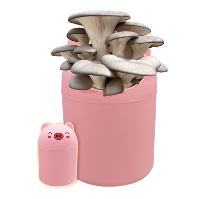 在家种蘑菇喷水就长好吃好养