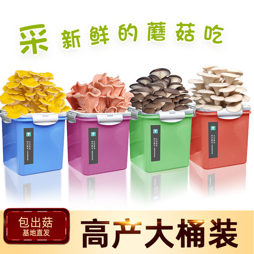 蘑菇种植桶装喷水就长简单操作