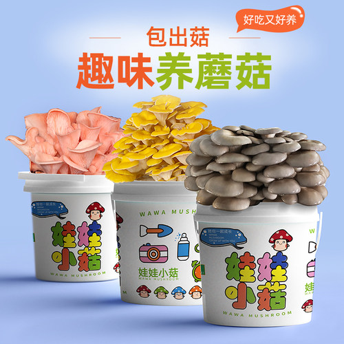在家种蘑菇盆栽喷水生长可食用