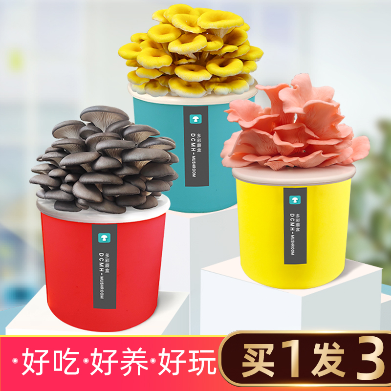 蘑菇种植桶装喷水长蘑菇好吃简单