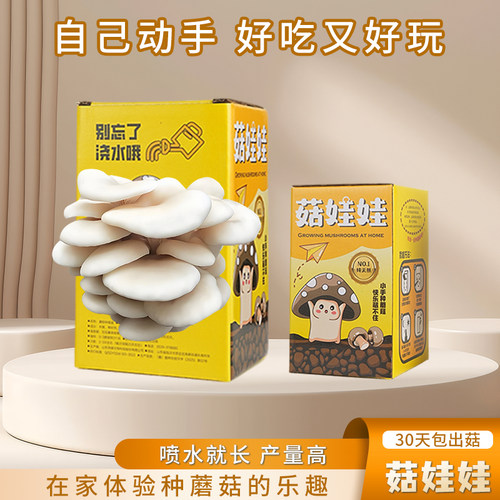 DIY蘑菇盒子蘑菇种植包蘑菇菌包 种植包平菇菌包室内家庭学校种植